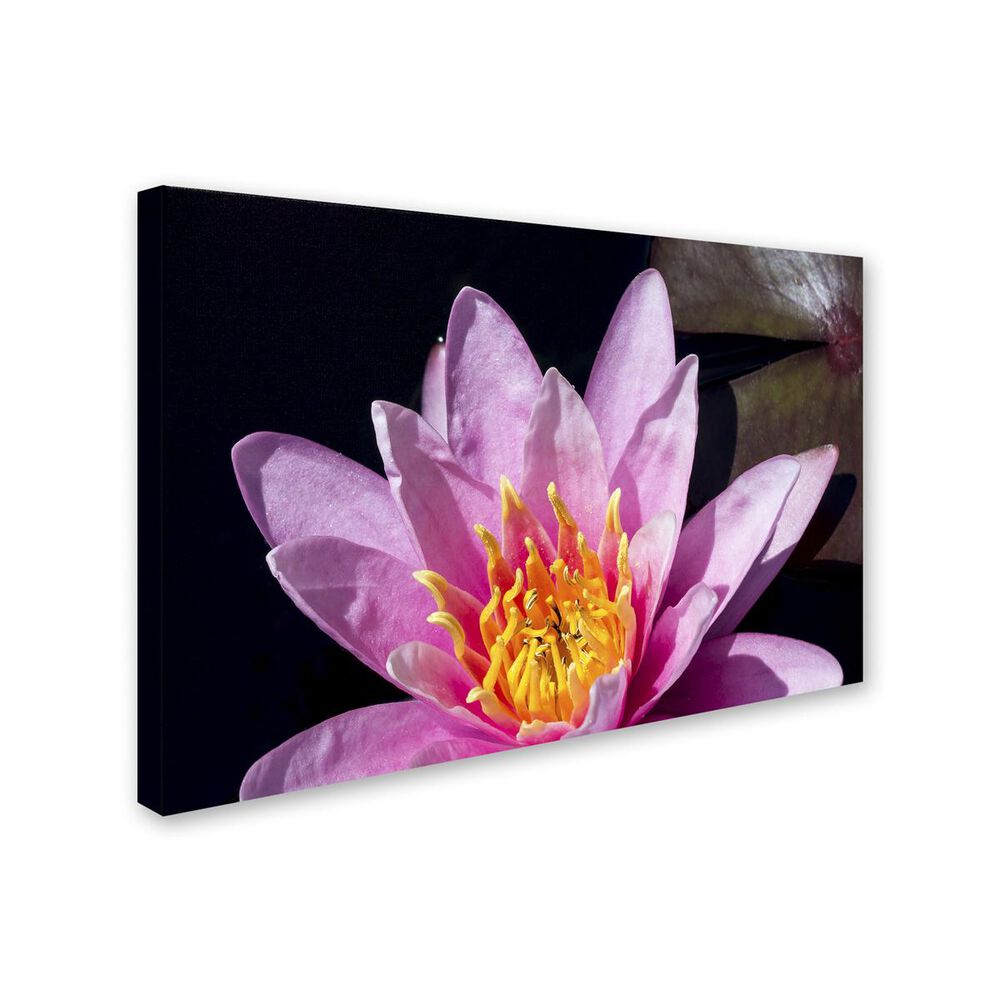 Timberlake 22&quot; x 32&quot; Kurt Shaffer Pink Water Lily Canvas Art, , large