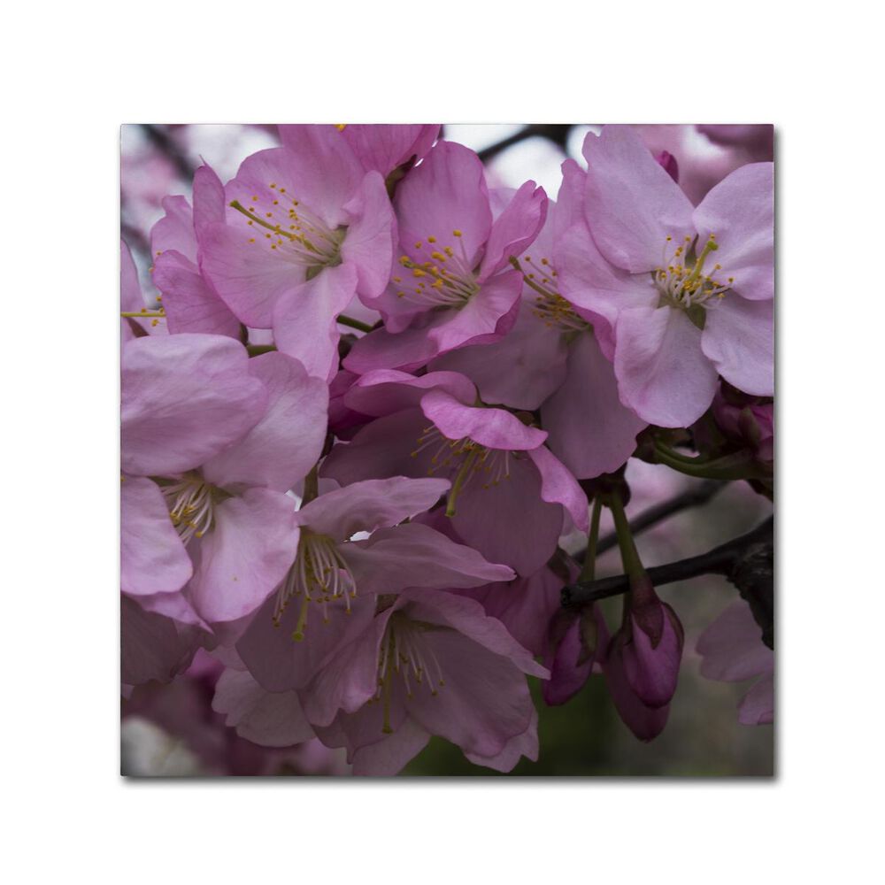 Timberlake 14" x 14" Cherry Blossom Cluster Canvas Art, , large