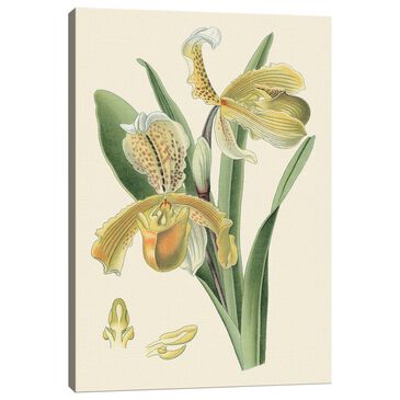 Lumaprints Delicate Orchid IV 24" x 16" Wall Art in Multicolor, , large