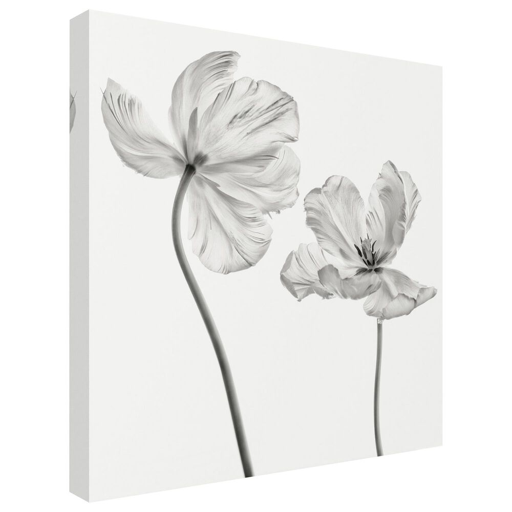 Timberlake Lotte Gronkjar &#39;Same Tulip : Front- And Back View&#39; 24&quot; x 24&quot; Canvas Art, , large