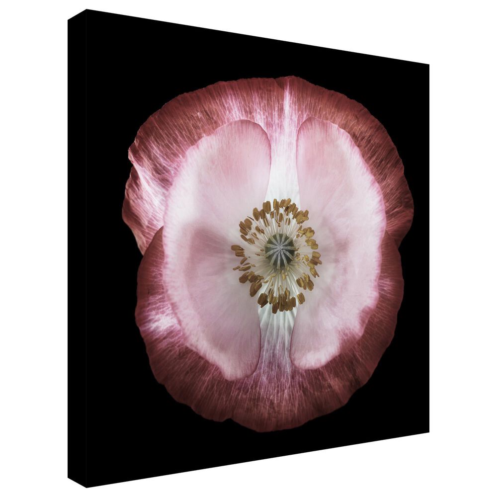 Timberlake Lotte Gronkjar &#39;One of many poppies&#39; 18&quot; x 18&quot; Canvas Art, , large