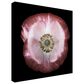 Timberlake Lotte Gronkjar "One of many poppies" 18" x 18" Canvas Art, , large