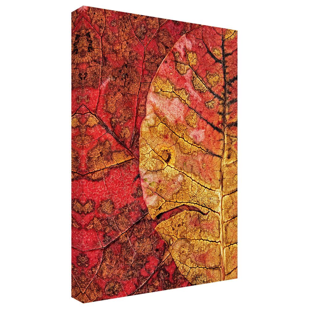 Timberlake Dying Leaf 24&quot; x 16&quot; Canvas Art in Red/Tan/Wine, , large