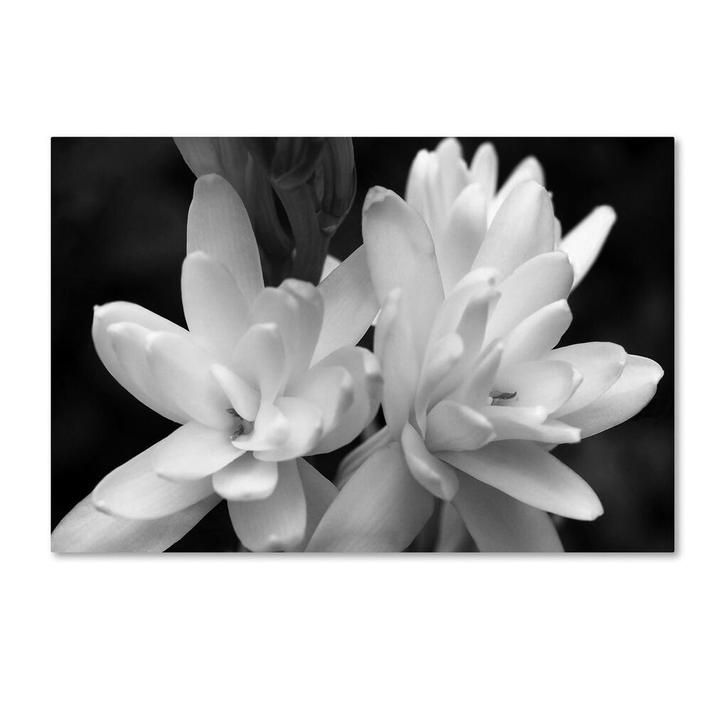 Timberlake 22" x 32" Tuber Rose in Black and White Canvas Art, , large