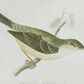Maple and Jade 22" x 27" Birds Framed Wall Art in Green and White (Set of 2), , large