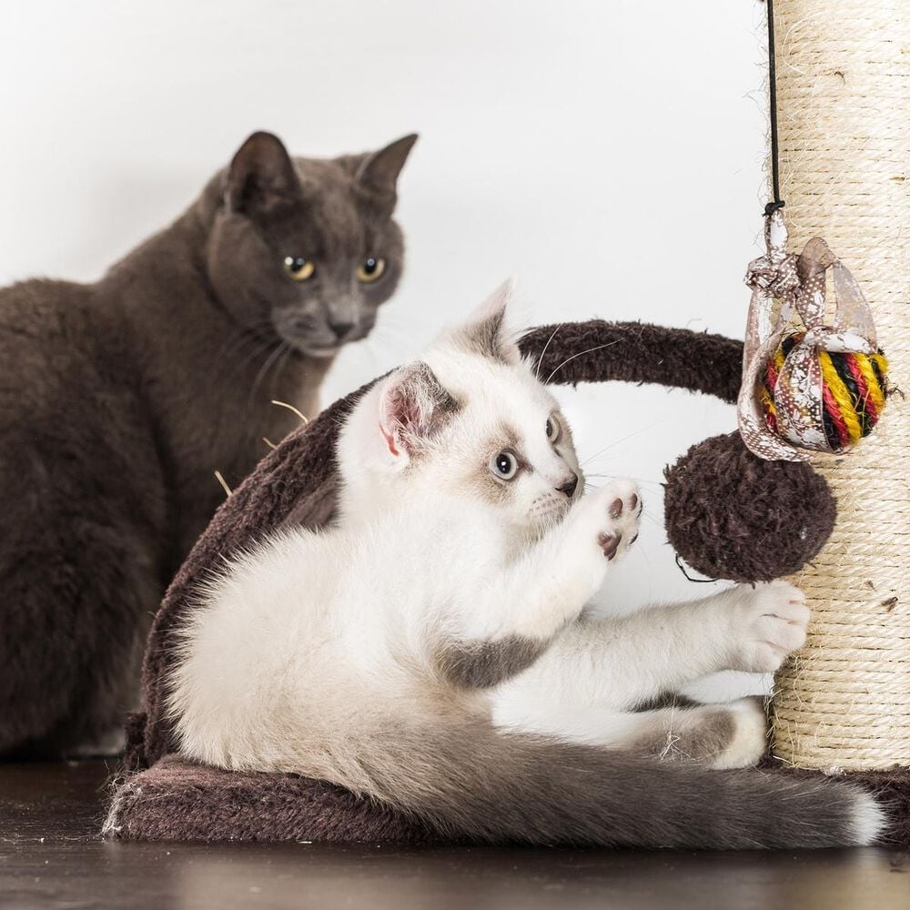 Timberlake Petmaker 3 Tier Cat Tree Condo, , large