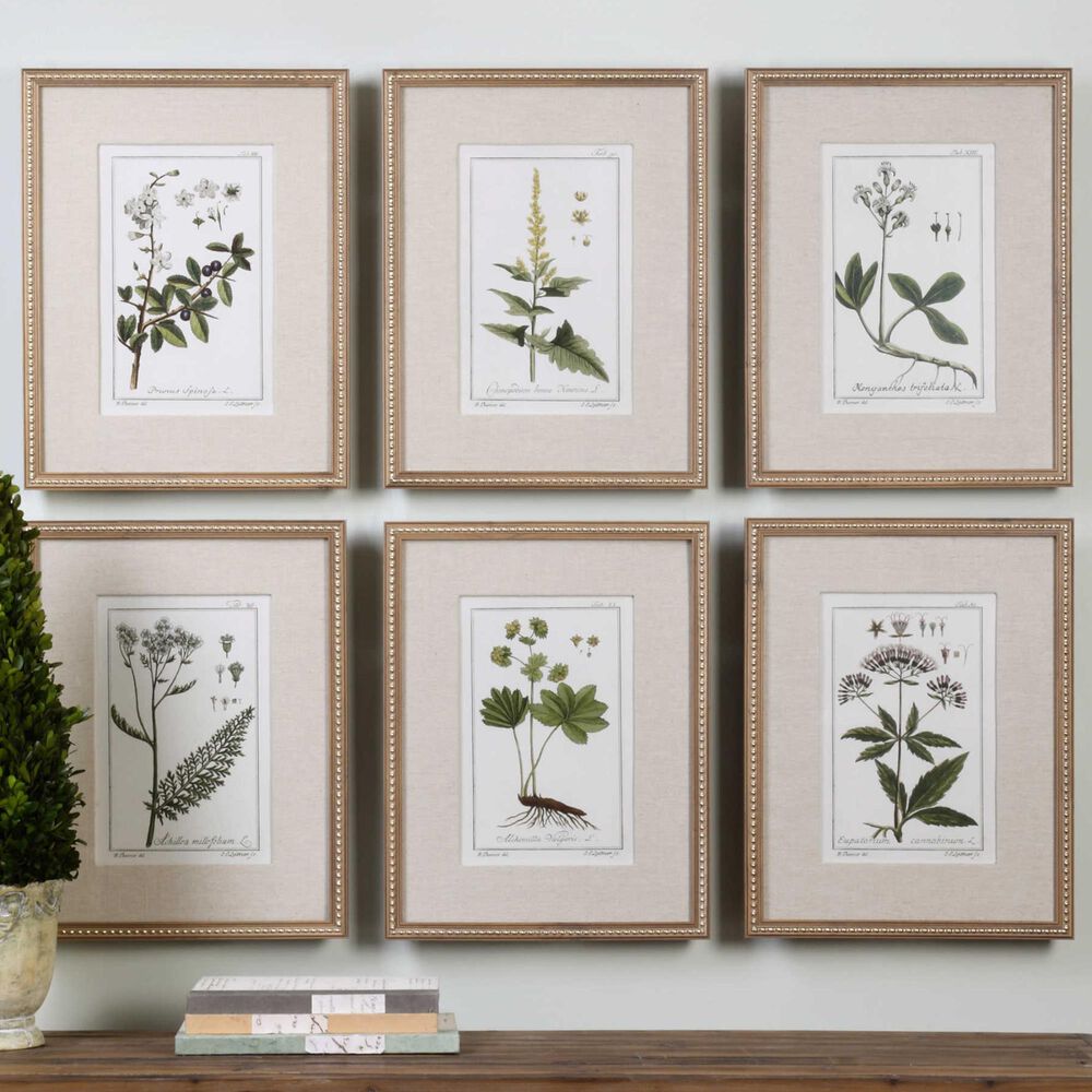 Uttermost Botanical Study Prints (Set of 6), , large