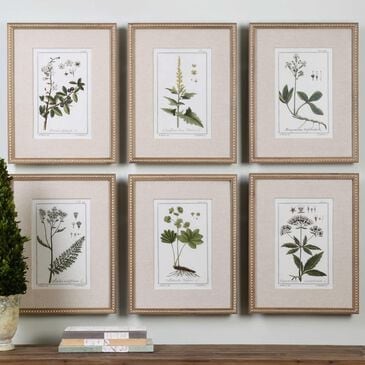 Uttermost Botanical Study Prints (Set of 6), , large