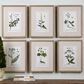 Uttermost Botanical Study Prints (Set of 6), , large