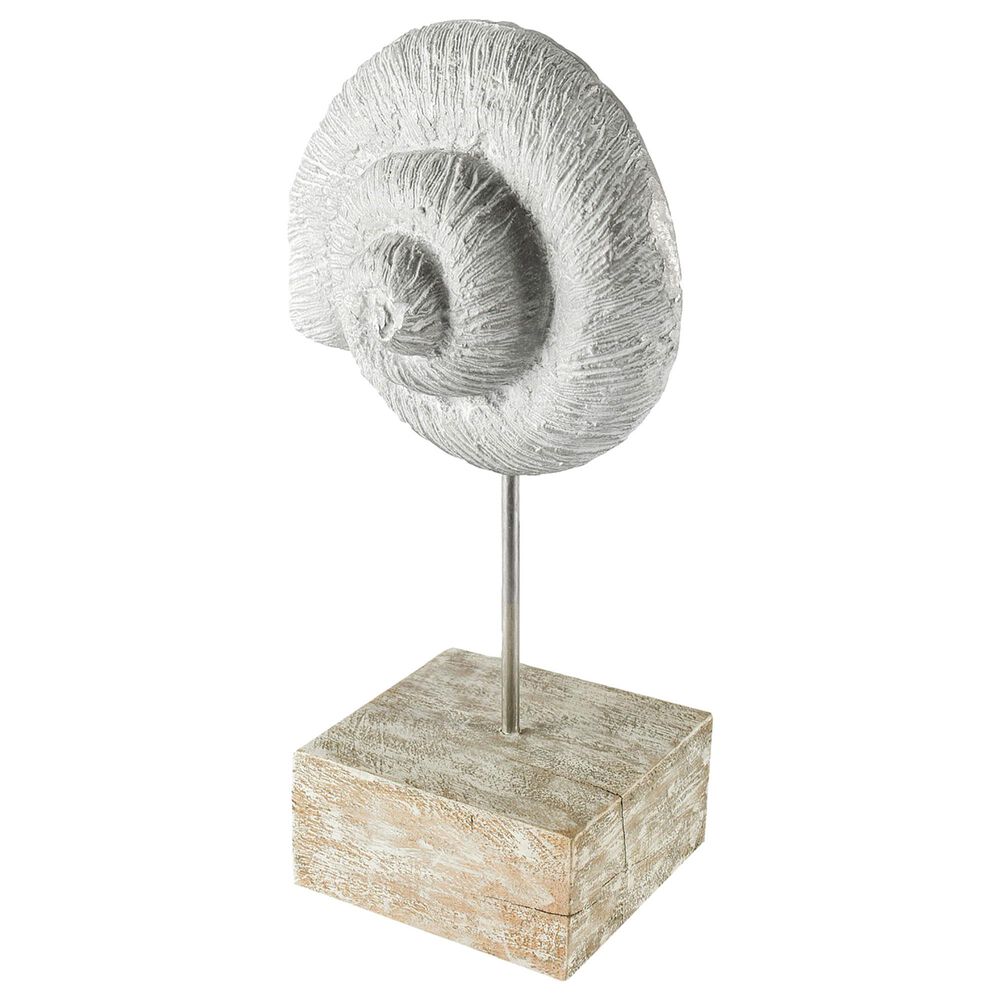 Mercana Coquina Sea Shell Sculpture, , large