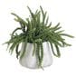 Allstate Floral 17" Money Succulent Plant in Green, , large