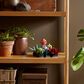 LEGO Botanicals Collection Succulents, , large