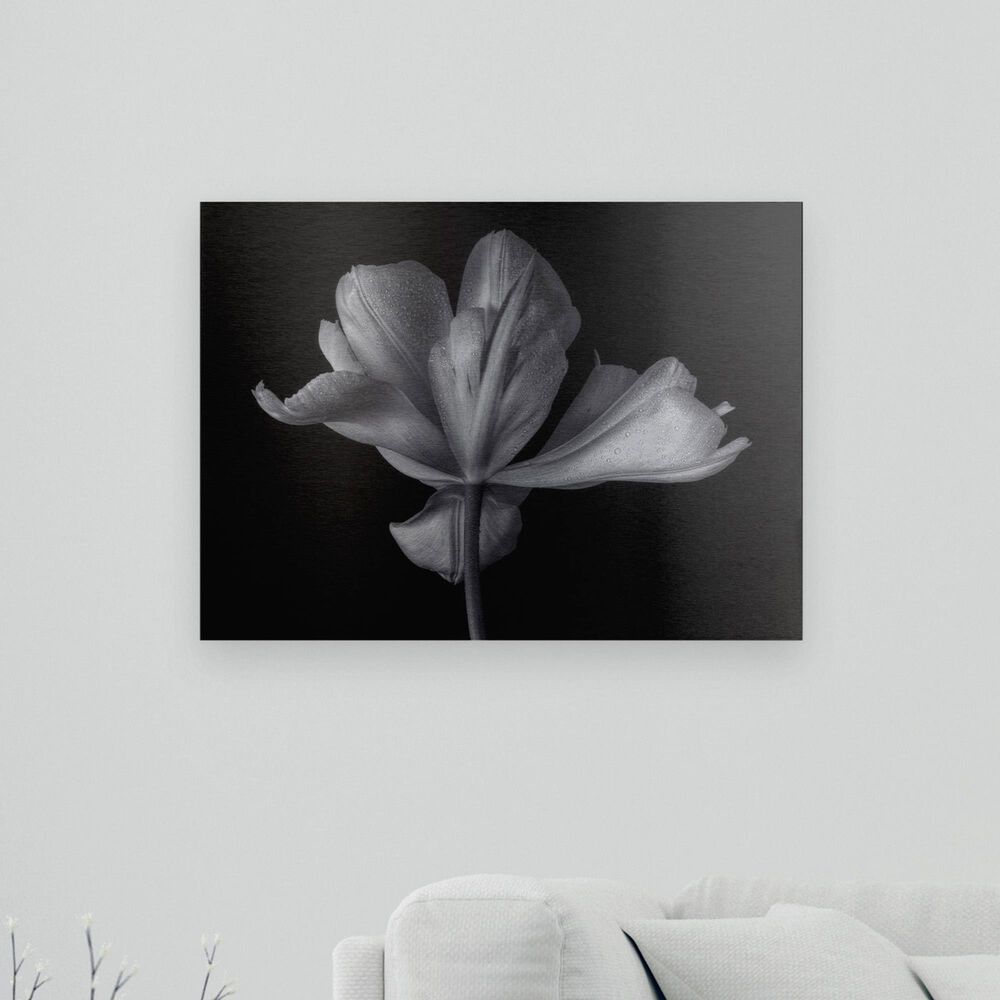 Timberlake Penny Myles "Tulipa Exotic Emperor" 16" x 22" Floating Brushed Aluminum Art, , large
