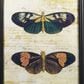 Maple and Jade 11" x 36" Butterfly Framed Wall Art in Orange, Black and Blue (Set of 2), , large