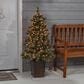 The Gerson Company 4" Potted Pre-Lit Artificial Needle Glacier Pine with White LED Lights in Green, , large