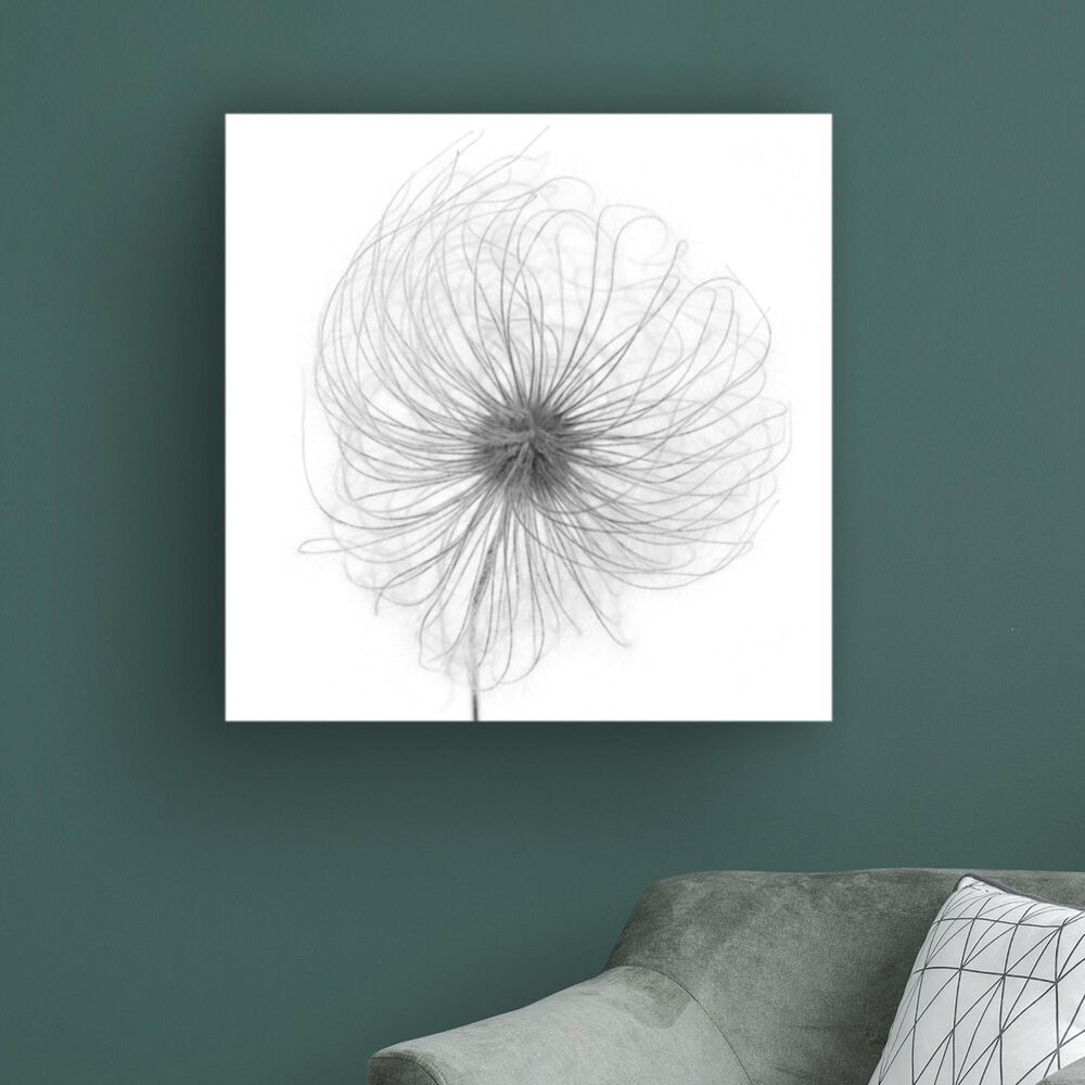 Timberlake Lotte Gronkjar "Fluffy Seed Head Whisp" 35" x 35" Canvas Art, , large