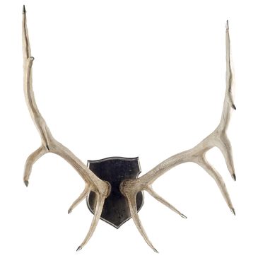 Mercana Sika I Deer Antler Wall Mount, , large