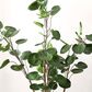 Safavieh Faux Faux Polyscias Potted Tree, , large