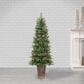 The Gerson Company 6" Potted Pre-Lit Hard Needle Douglas Pine with White LED in Green, , large