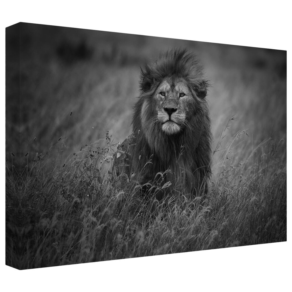 Timberlake Mohammed Alnaser &#39;Lion King&#39; 12&quot; x 19&quot; Canvas Art in Grey/Black, , large