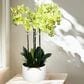 HOMLUX 29" Artificial Orchid Plant with 4 Stems Decorative and Ceramic Pot in Yellow, , large