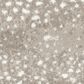 Fabrica Habitat Carpet in Savanna, , large