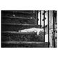 Timberlake Piera Polo "Slow Life" 22" x 32" Canvas Art in Black/Grey/White, , large
