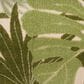 Nourison Aloha ALH40 2" x 6" Ivory and Green Indoor/Outdoor Runner, , large