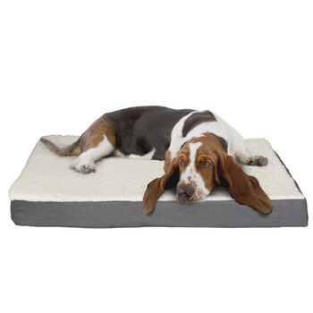 Pet Accessories
