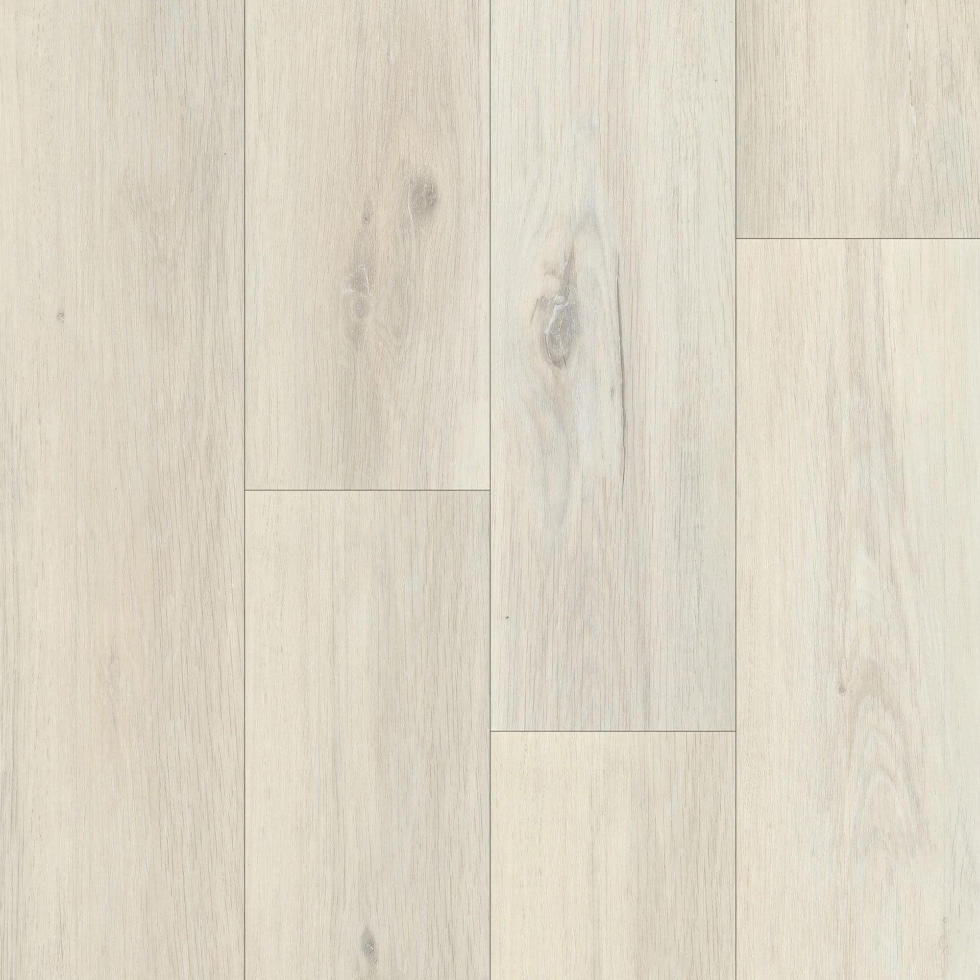 リーパラモリア 6182382-1.jpg